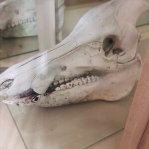 Decorative Animal Skull
